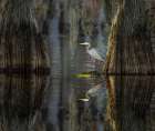 Great blue heron among bald cypress trees, Caddo Lake, Texas. Art Print